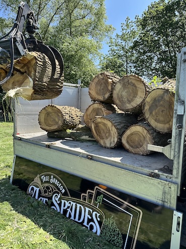Logs for sale