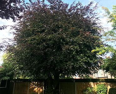 Crown Reduction & Thinning