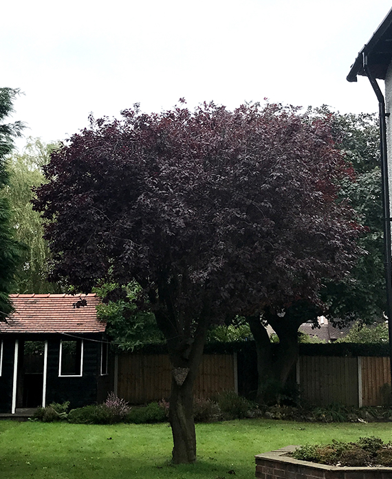 Crown Reduction & Thinning