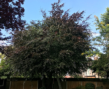 Crown Reduction & Thinning