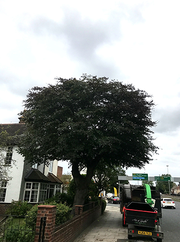 Crown Reduction & Thinning
