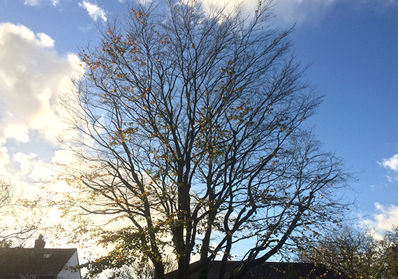 Crown Reduction & Thinning