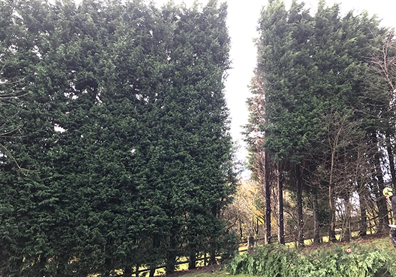 Tree Removal