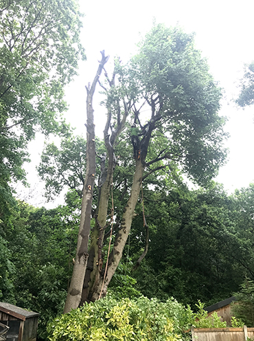 Tree Removal