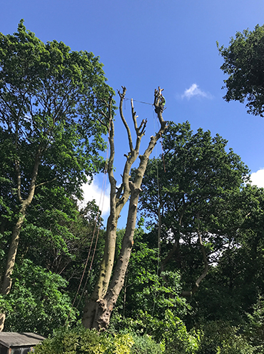 Tree Removal