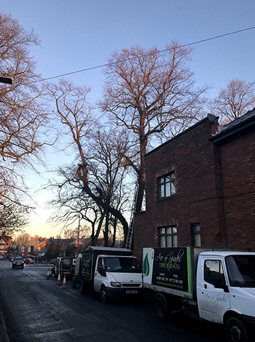 Tree Removal