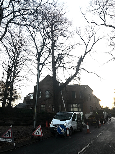 Tree Removal