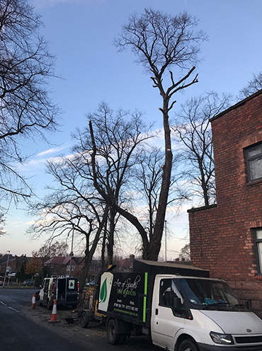 Tree Removal