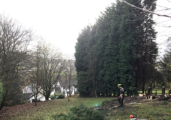 Tree Removal