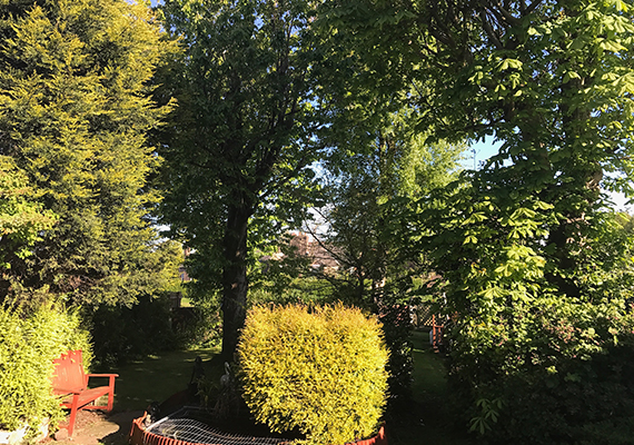 Tree Removal