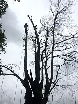 Tree Removal