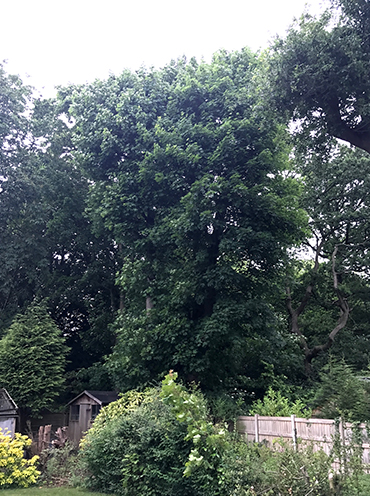 Tree Removal