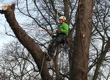 Emergency Tree Surgery