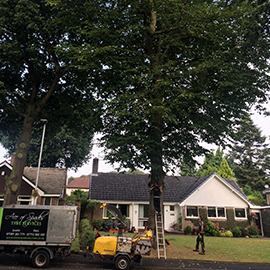 Large lime removal Appleton, Warrington