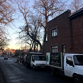 Large lime removal Walton, Warrington