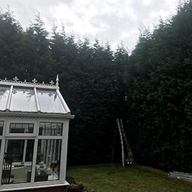 Leylandii hedge reduction Wilmslow, Manchester