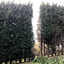 Leylandii hedge removal, Rossendale