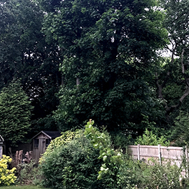 Multi-stemmed maple removal Appleton, Warrington