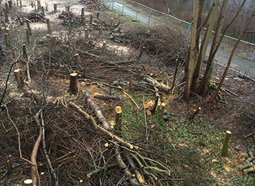 Tree Removal